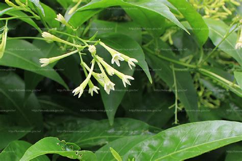 夜來香植物|夜香樹(夜丁香):植物形態,生長習性,分布範圍,繁殖方法,栽培,扦插。